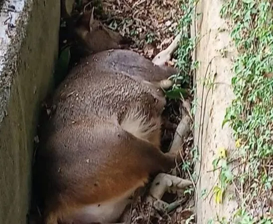 ▲水鹿暴斃倒臥溝渠內。（圖／村長鄭慶松提供）