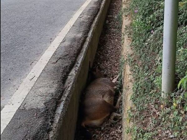 ▲水鹿暴斃倒臥溝渠內。（圖／村長鄭慶松提供）