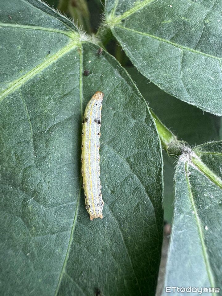 斜紋夜蛾肆虐高屏田區威脅綠金毛豆　農改場籲及早防治