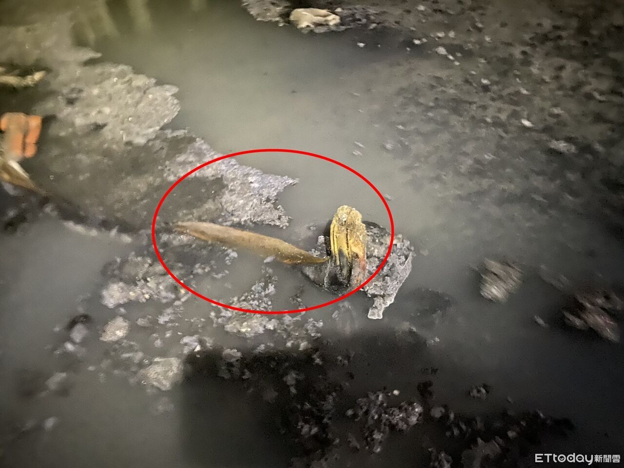 排水溝驚見疑似人體斷肢!民眾嚇壞報案 警封鎖道路一看:是樹枝