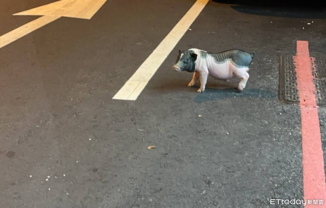 台中寵物豬半夜逛大街！飼主恐挨罰600元　網友歪樓「很缺豬肉」