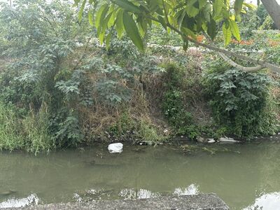 快訊/小羊暴斃憂被誤傳染豬瘟!阿伯溪邊棄屍 不慎滑倒摔死