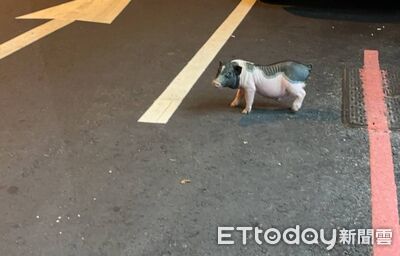飼主慘了！太平寵物豬半夜逛大街　動保處：最重可罰100萬