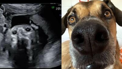 第一次看兒子超音波照　女驚見「狗狗分身」傻：和寵物犬長一樣