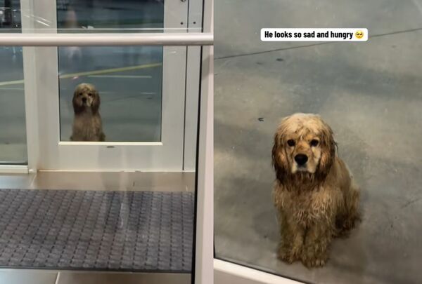 健身房遇見被拋棄浪浪　「淋濕小狗無助望門」女暖心救援網感動。（圖／翻攝自TikTok／pluto_orbits_earth）