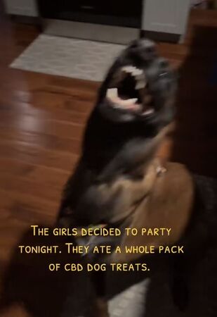 ▲。（圖／翻攝自TikTok／@rateykenee3）