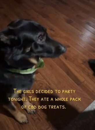 ▲。（圖／翻攝自TikTok／@rateykenee3）