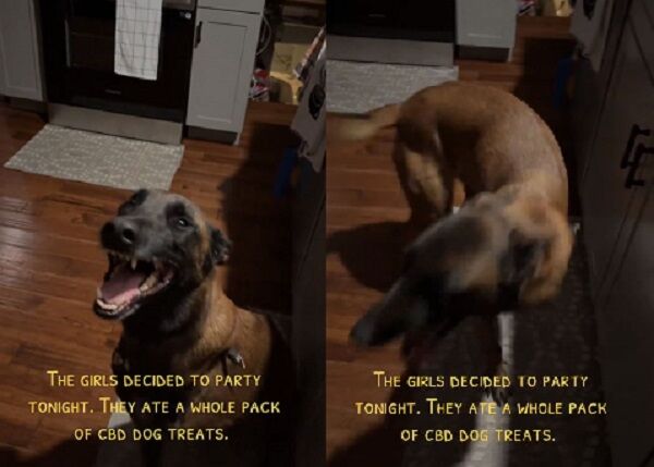 ▲。（圖／翻攝自TikTok／@rateykenee3）