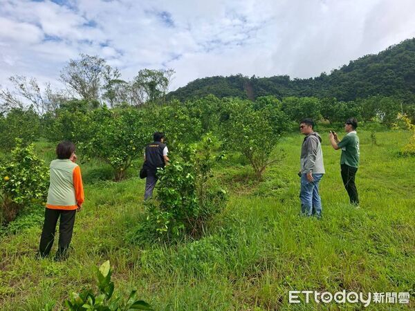▲▼縣府農業處勘災小組現勘，發現有著果不良、落果等遲發性災情。（圖／花蓮縣政府提供，下同）