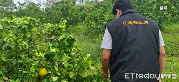 ▲▼縣府農業處勘災小組現勘，發現有著果不良、落果等遲發性災情。（圖／花蓮縣政府提供，下同）