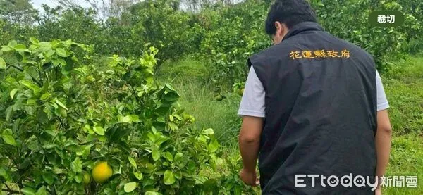▲▼縣府農業處勘災小組現勘，發現有著果不良、落果等遲發性災情。（圖／花蓮縣政府提供，下同）