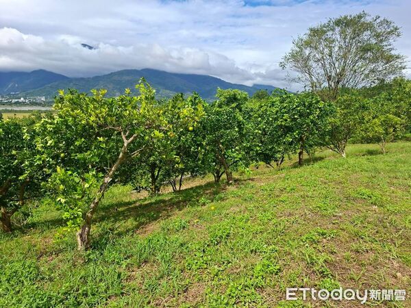 ▲▼縣府農業處勘災小組現勘，發現有著果不良、落果等遲發性災情。（圖／花蓮縣政府提供，下同）