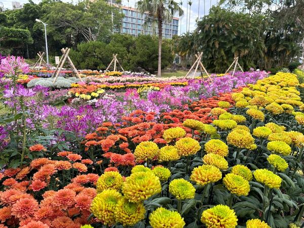 ▲2025士林官邸菊展~藝菊圓夢。（圖／北市公園處提供）