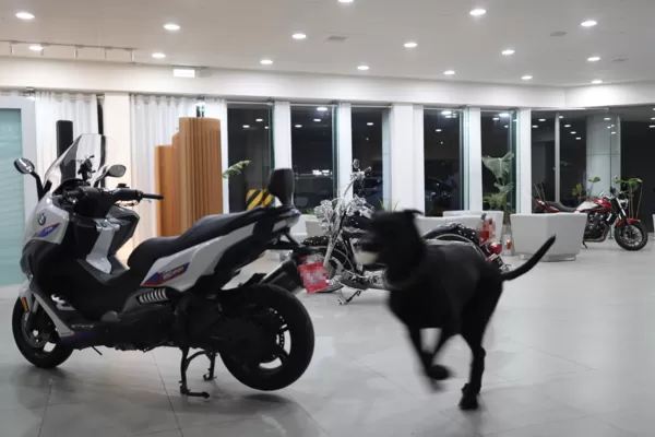 高山犬豆豆。（圖／有點毛毛的／Taiwan Motorcyclist Couple投稿）