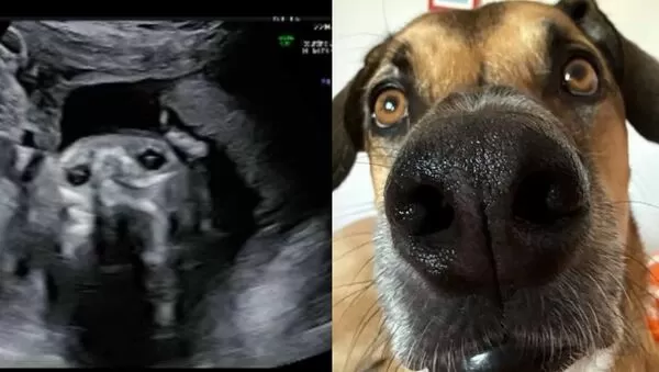 第一次看兒子超音波照　女驚見「狗狗分身」傻：和寵物犬長一樣。（圖／翻攝自TikTok／inesverse）