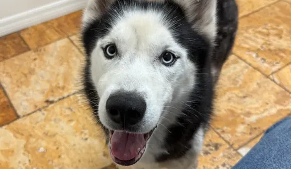 幼犬在家被偷走　哈士奇失蹤7年奇蹟回家女心碎：被帶去繁殖場。（圖／翻攝自募款網站GoFundMe）