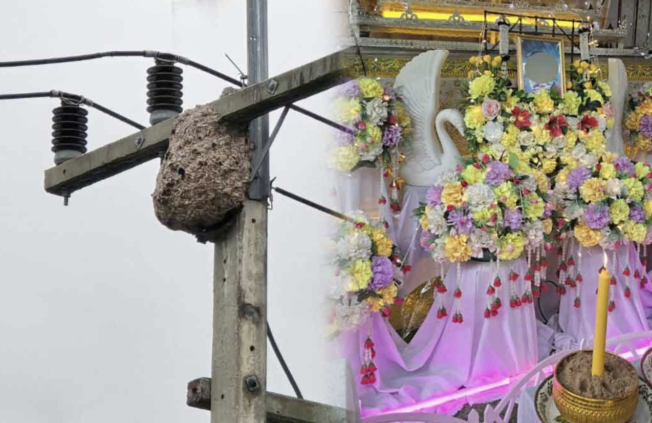 爬電線桿「摘虎頭蜂窩」做下酒菜！　泰男屍體焦黑被電死