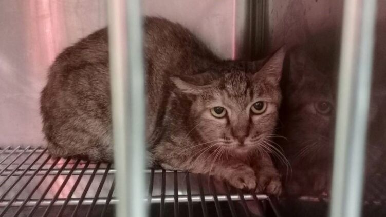 新北浪貓「魷魚哥」康復迎新生　動保處揭貓口炎照護秘辛