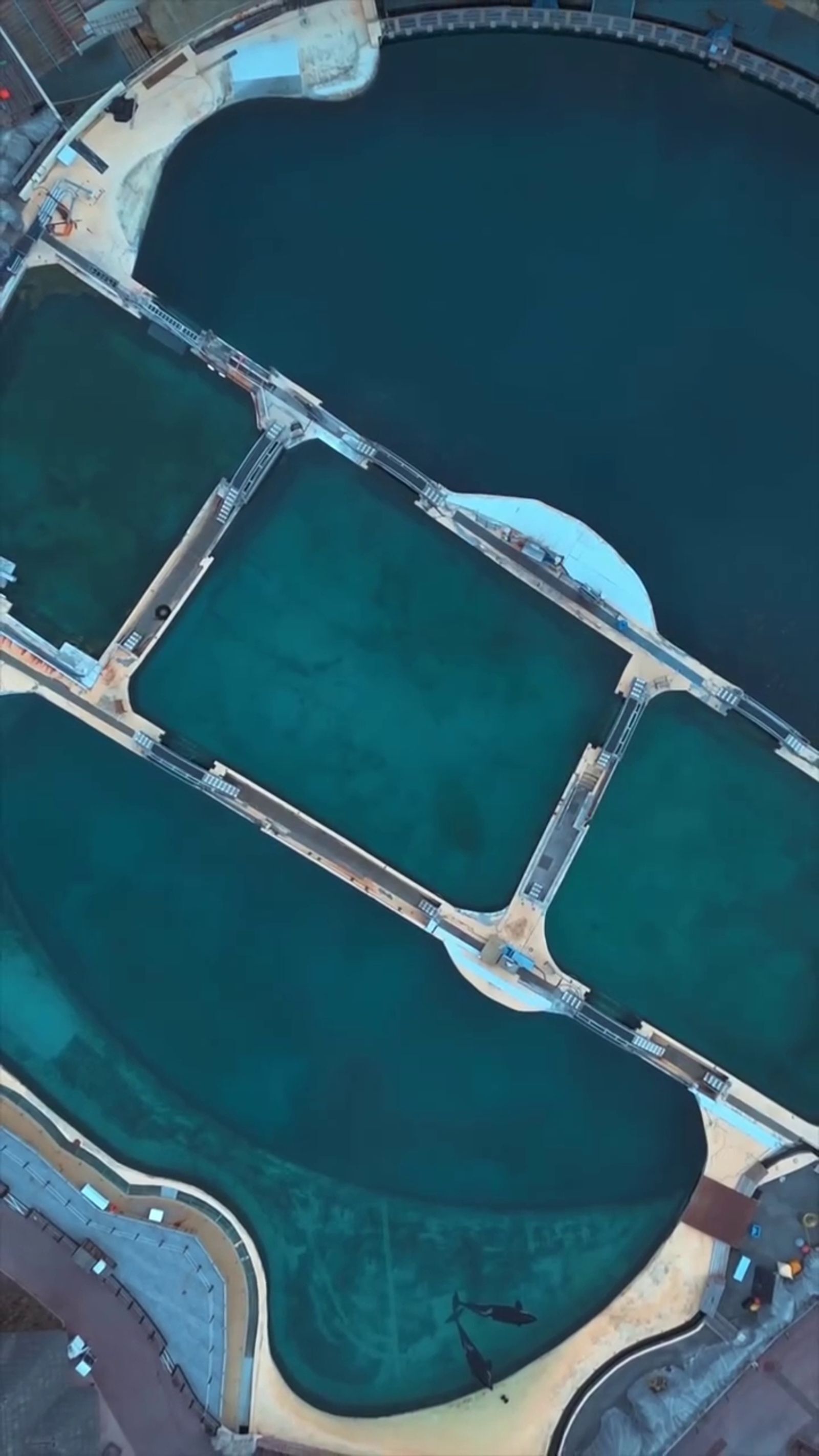 虎鯨母子困法國廢棄樂園「聽見無人機聲竟開始表演」！　攝影師淚揭畫面：牠們像是想起「被人看見」的記憶