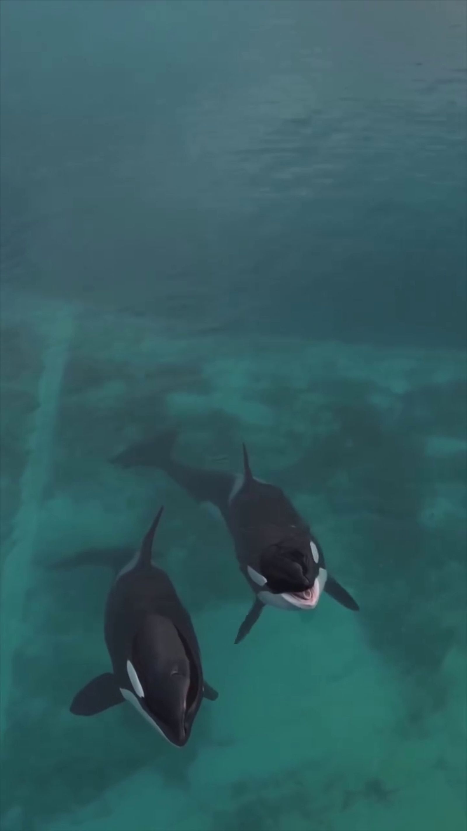 虎鯨母子困法國廢棄樂園「聽見無人機聲竟開始表演」！　攝影師淚揭畫面：牠們像是想起「被人看見」的記憶