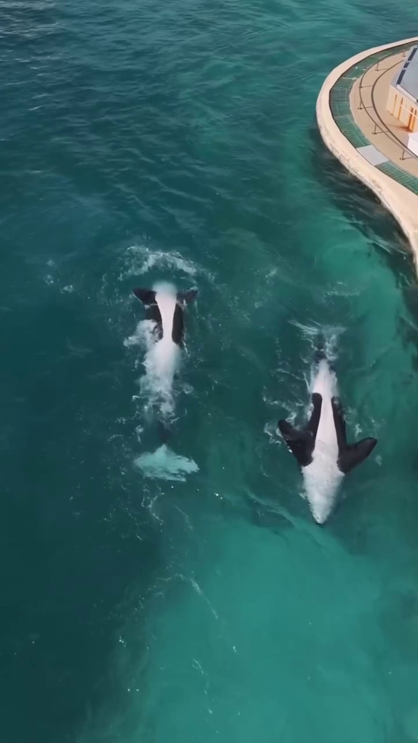 虎鯨母子困法國廢棄樂園「聽見無人機聲竟開始表演」！　攝影師淚揭畫面：牠們像是想起「被人看見」的記憶