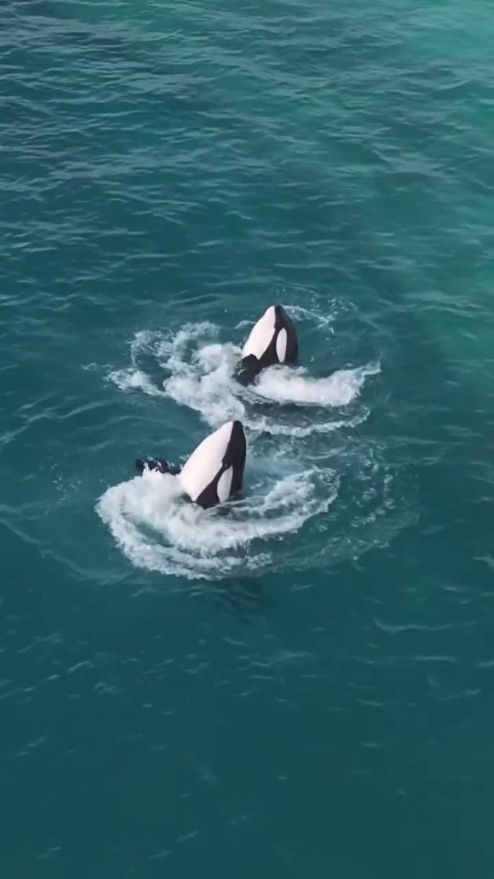 虎鯨母子困法國廢棄樂園「聽見無人機聲竟開始表演」！　攝影師淚揭畫面：牠們像是想起「被人看見」的記憶