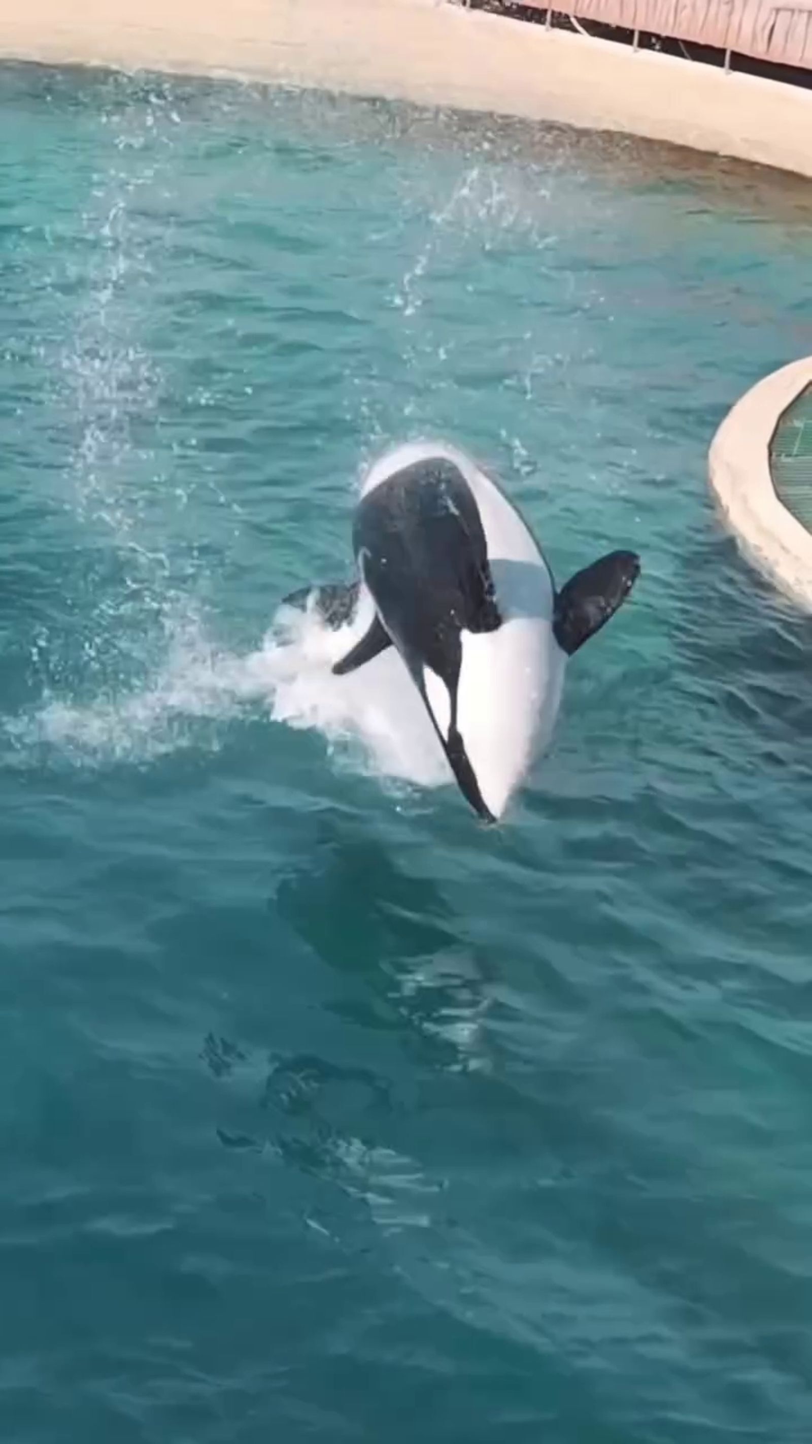 虎鯨母子困法國廢棄樂園「聽見無人機聲竟開始表演」！　攝影師淚揭畫面：牠們像是想起「被人看見」的記憶