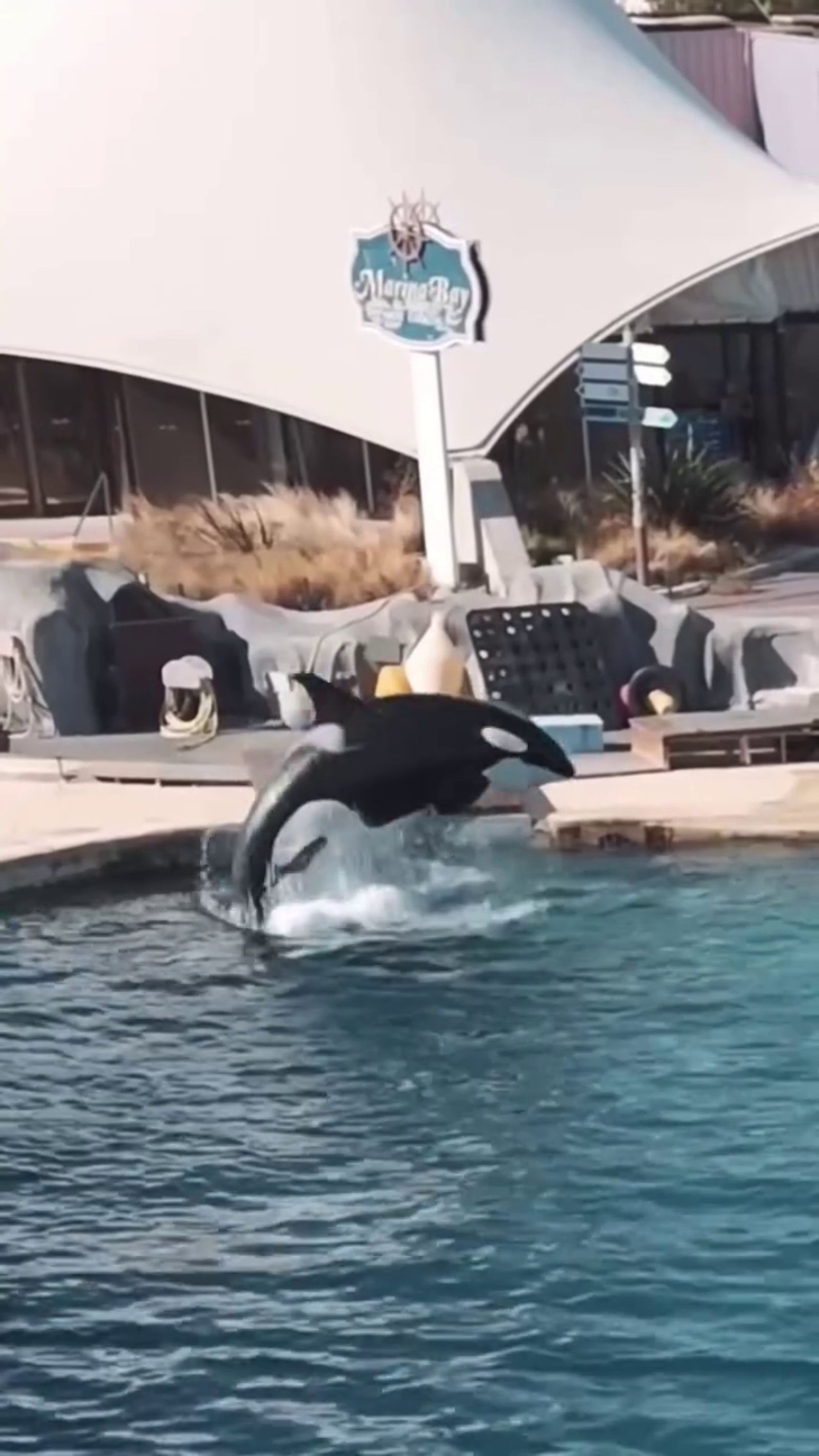 虎鯨母子困法國廢棄樂園「聽見無人機聲竟開始表演」！　攝影師淚揭畫面：牠們像是想起「被人看見」的記憶