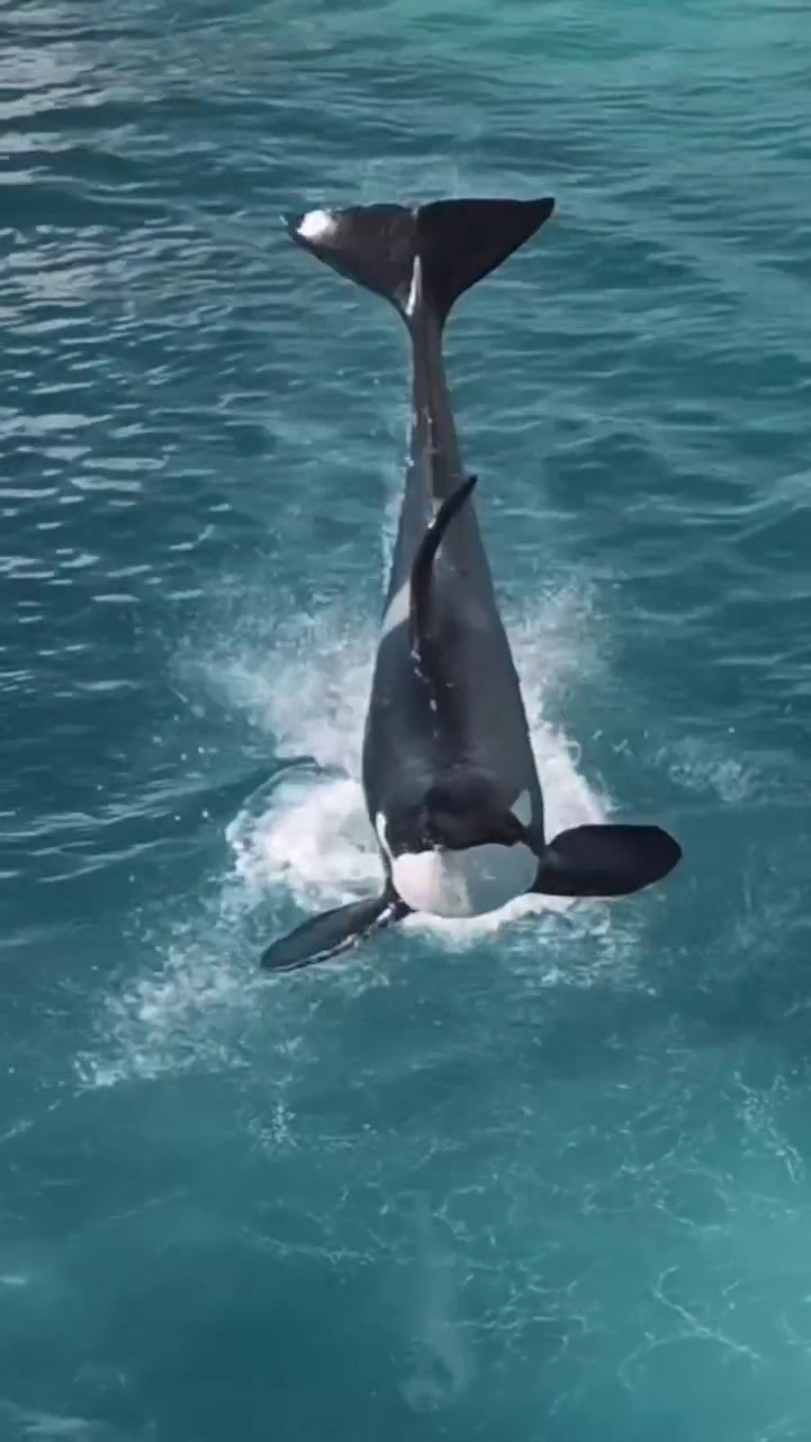 虎鯨母子困法國廢棄樂園「聽見無人機聲竟開始表演」！　攝影師淚揭畫面：牠們像是想起「被人看見」的記憶