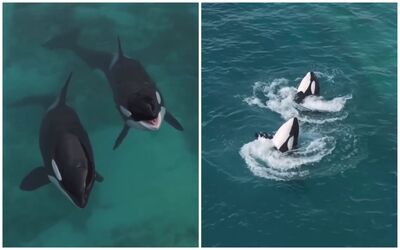 虎鯨困廢棄樂園「聽見無人機聲竟開始表演」 攝影師淚揭畫面