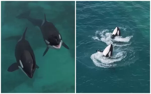 虎鯨母子「維琪」與「凱喬」，聽到無人機聲音後竟開始表演。（翻攝sephlawless IG）