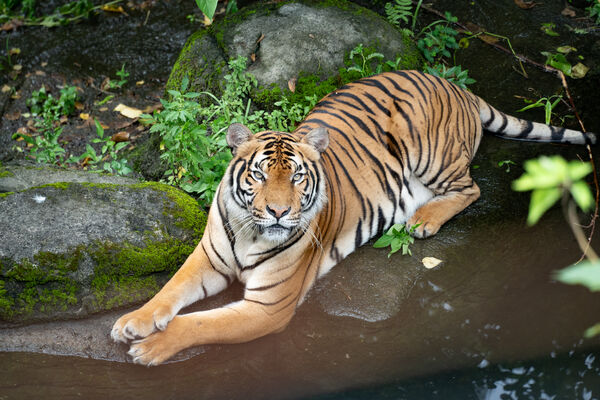 台北市立動物園馬來虎Arhaa亮相，寬鼻為Arhaa，Shima鼻子較窄為雌性。（圖／台北市立動物園提供）