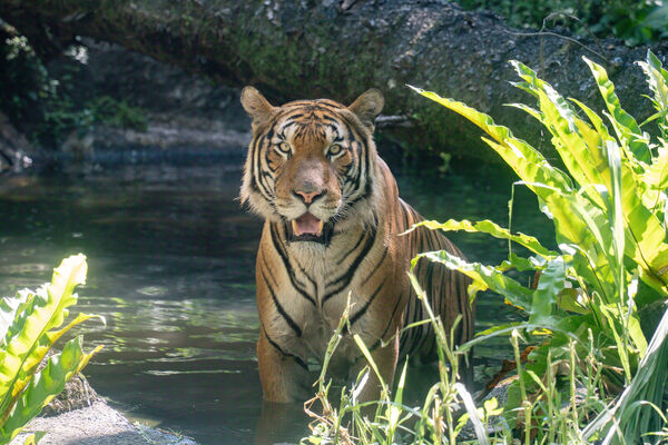 台北市立動物園馬來虎Arhaa亮相，寬鼻為Arhaa，Shima鼻子較窄為雌性。（圖／台北市立動物園提供）