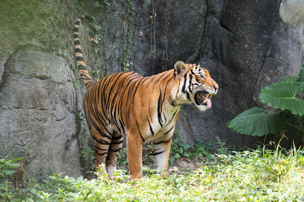 台北市立動物園馬來虎Arhaa亮相，寬鼻為Arhaa，Shima鼻子較窄為雌性。（圖／台北市立動物園提供）