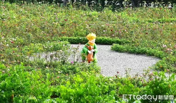 ▲台中東海大學11月迎來一座全新地標「小王子的玫瑰園」。（圖／古典玫瑰園提供）