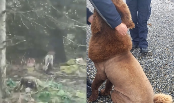 網瘋傳樹林發現「野生獅出沒」引恐慌　警調查揭「野獸真相」。（合成圖／翻攝自X與愛爾蘭警方）