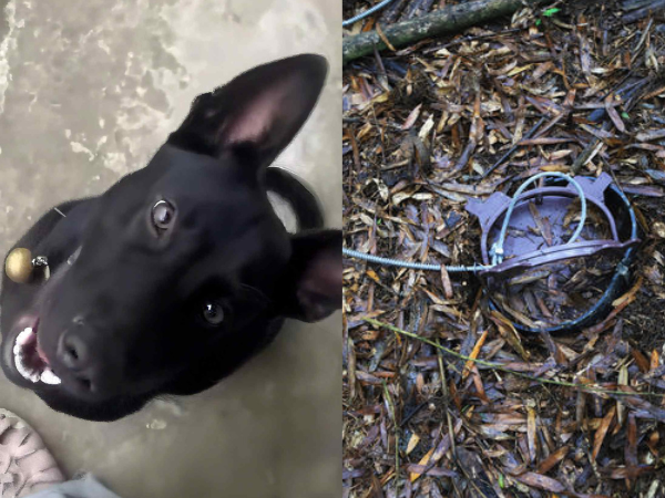 ▲南投小黑狗慘遭「山豬吊」困住哀嚎　獵人秒放血堅稱：是抓到山豬。（圖／網友李小姐提供，請勿隨意翻拍，以免侵權。）