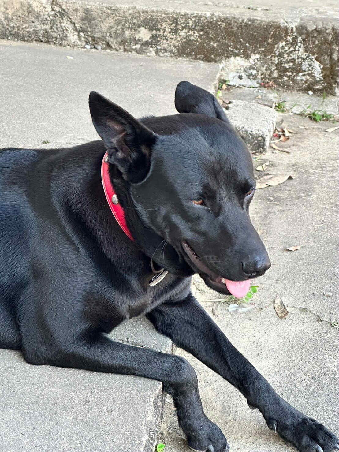 ▲南投小黑狗慘遭「山豬吊」困住哀嚎　獵人秒放血堅稱：是抓到山豬。（圖／網友李小姐提供，請勿隨意翻拍，以免侵權。）