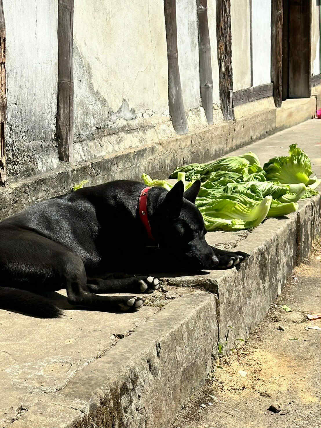 ▲南投小黑狗慘遭「山豬吊」困住哀嚎　獵人秒放血堅稱：是抓到山豬。（圖／網友李小姐提供，請勿隨意翻拍，以免侵權。）