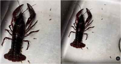 煮龍蝦竟目睹「生產龍蝦寶寶」！網友求情：別煮啊小孩就沒媽了