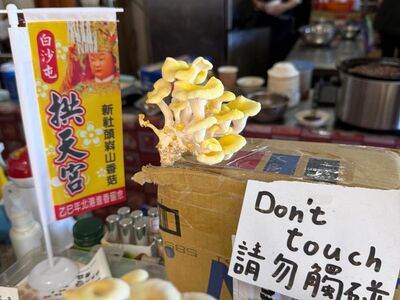 逾期未取貨!「珊瑚菇」太空包竟鑽破紙箱 網笑:生命會自找出路