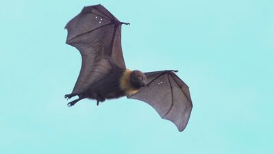 花蓮都市綠帶瀕危臺灣狐蝠穩定繁殖 族群已達166隻