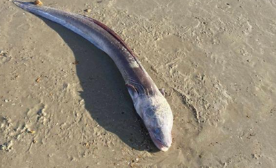 女海邊發現「大頭長身」神祕生物嚇　專家解真相：可長到2.75公尺