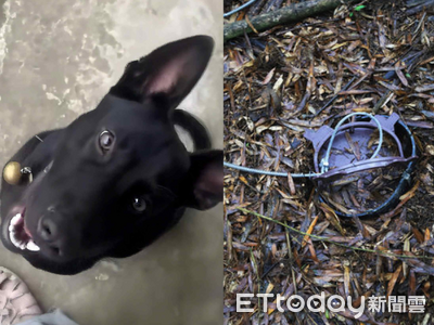 南投黑狗中「山豬吊」哀嚎 獵人秒放血裝袋辯稱:是山豬
