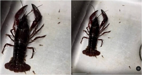 龍蝦正要被下鍋煮來吃，卻突然生產，冒出好幾隻小龍蝦。（圖／翻攝Threads／@nurtyara_wong）