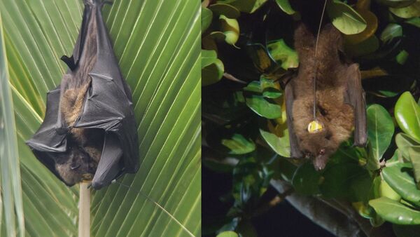▲▼ 臺灣狐蝠。（圖／林保署花蓮分署提供）