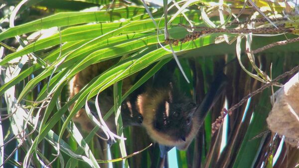 ▲▼ 臺灣狐蝠。（圖／林保署花蓮分署提供）