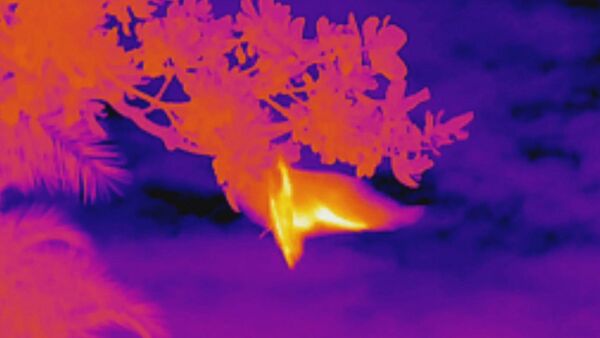 ▲▼ 臺灣狐蝠。（圖／林保署花蓮分署提供）