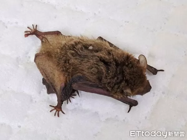 蝙蝠母子檔。（圖／新北市動保處提供）