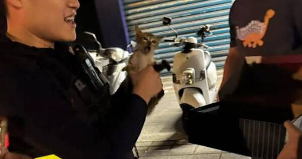 有小貓鑽進車輛引擎室內受困，被板橋派出所警員救出，還順利為牠找到長期飯票。（圖／翻攝畫面）